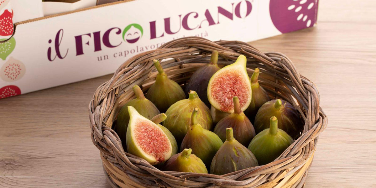 Malgrado le difficoltà produttive, la qualità del fico lucano dà fiducia per il futuro